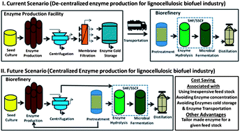 Graphical abstract: In-house cellulase production from AFEX™ pretreated corn stover using Trichoderma reesei RUT C-30