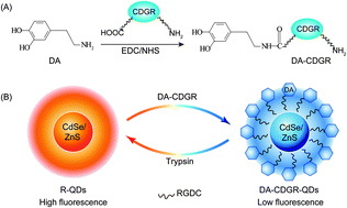 Graphical abstract: Interactions between quantum dots and dopamine coupled via a peptide bridge