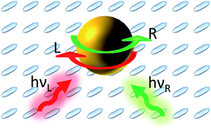 Graphical abstract: Bidirectional molecular reorientation induced by localized surface plasmon