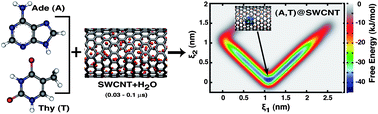 Graphical abstract: Free energy landscapes of the encapsulation mechanism of DNA nucleobases onto carbon nanotubes