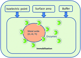 Graphical abstract: Characterization and analysis of the adsorption immobilization mechanism of β-galactosidase on metal oxide powders