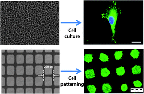 Graphical abstract: Mesoporous TiO2 as a nanostructured substrate for cell culture and cell patterning