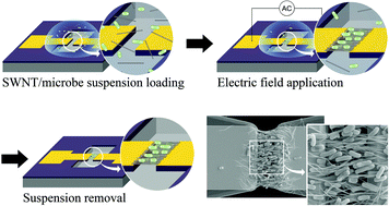 Graphical abstract: Site-specific immobilization of microbes using carbon nanotubes and dielectrophoretic force for microfluidic applications