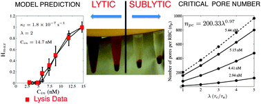 Graphical abstract: Lysis dynamics and membrane oligomerization pathways for Cytolysin A (ClyA) pore-forming toxin