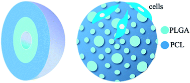 Graphical abstract: Engineering PLGA doped PCL microspheres with a layered architecture and an island–sea topography