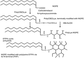 Graphical abstract: Gadolinium-loaded polychelating amphiphilic polymer as an enhanced MRI contrast agent for human multiple myeloma and non Hodgkin's lymphoma (human Burkitt's lymphoma)