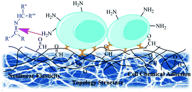 Graphical abstract: Influence of dialdehyde bacterial cellulose with the nonlinear elasticity and topology structure of ECM on cell adhesion and proliferation