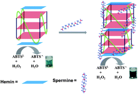 Graphical abstract: Activity enhancement of G-quadruplex/hemin DNAzyme by spermine