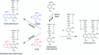 Graphical abstract: Biosynthetic rivalry of o-aminophenol-carboxylic acids initiates production of hemi-actinomycins in Streptomyces antibioticus