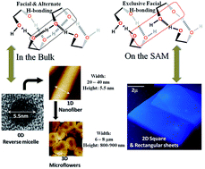 Graphical abstract: Tailoring strained oxanorbornane headgroups to dimensionally controlled nanostructures through hydrogen bonding