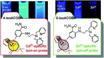 Graphical abstract: Dual off–on and on–off fluorescent detection of Zn2+/Cd2+ ions based on carbazolone substituted 2-aminobenzamides