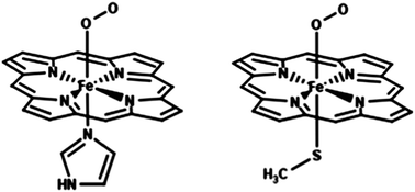 Graphical abstract: Spin state preference and bond formation/cleavage barriers in ferrous-dioxygen heme adducts: remarkable dependence on methodology