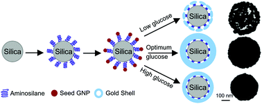 Graphical abstract: Glucose mediated synthesis of gold nanoshells: A facile and eco-friendly approach conferring high colloidal stability