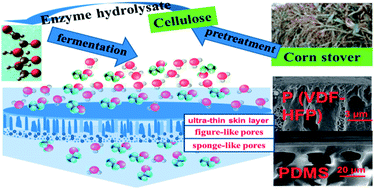 Graphical abstract: A novel high-flux asymmetric p(VDF–HFP) membrane with a dense skin for ethanol pervaporation