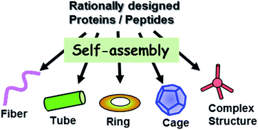 Graphical abstract: Rational design of self-assembled proteins and peptides for nano- and micro-sized architectures