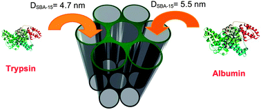 Graphical abstract: Immobilization, stability and enzymatic activity of albumin and trypsin adsorbed onto nanostructured mesoporous SBA-15 with compatible pore sizes