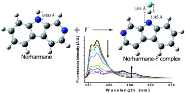 Graphical abstract: Photophysical, NMR and density functional study on the ion interaction of norharmane: proton transfer vs. hydrogen bonding