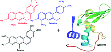 Graphical abstract: Binding of alkaloids berberine, palmatine and coralyne to lysozyme: a combined structural and thermodynamic study