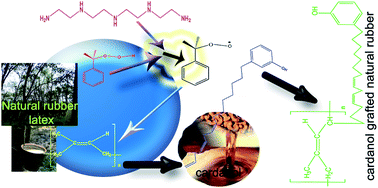 Graphical abstract: Cardanol: a green substitute for aromatic oil as a plasticizer in natural rubber