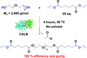Graphical abstract: Enzyme-catalyzed quantitative chain-end functionalization of poly(ethylene glycol)s under solventless conditions