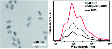 Graphical abstract: Modulated fluorescence properties in fluorophore-containing gold nanorods@mSiO2