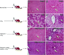 Graphical abstract: Silymarin coated gold nanoparticles ameliorates CCl4-induced hepatic injury and cirrhosis through down regulation of hepatic stellate cells and attenuation of Kupffer cells