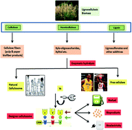 Graphical abstract: Lignocellulose processing: a current challenge