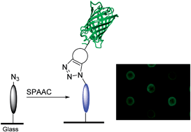 Graphical abstract: Biomolecular patterning of glass surfaces via strain-promoted cycloaddition of azides and cyclooctynes