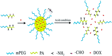 Graphical abstract: Imine bond cross-linked poly(ethylene glycol)-block-poly(aspartamide) complex micelle as a carrier to deliver anticancer drugs