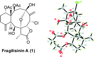 Graphical abstract: Fragilisinins A–L, new briarane-type diterpenoids from gorgonian Junceella fragilis