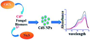 Graphical abstract: Biogenic synthesis and photocatalytic activity of CdS nanoparticles