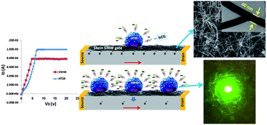 Graphical abstract: Cell membrane electrical charge investigations by silicon nanowires incorporated field effect transistor (SiNWFET) suitable in cancer research