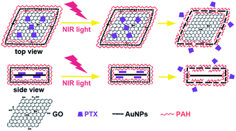 Graphical abstract: Assembly of gold nanoparticles on like-charge graphene oxide for fast release of hydrophobic molecules