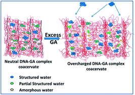 Graphical abstract: Overcharging, thermal, viscoelastic and hydration properties of DNA–gelatin complex coacervates: pharmaceutical and food industries