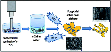 Graphical abstract: Antifungal properties of nanosized ZnS particles synthesised by sonochemical precipitation