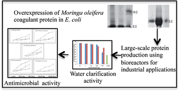 Graphical abstract: Scaling-up the production of recombinant Moringa oleifera coagulant protein for large-scale water treatment applications
