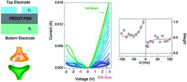 Graphical abstract: Learning processes modulated by the interface effects in a Ti/conducting polymer/Ti resistive switching cell