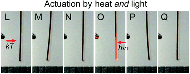 Graphical abstract: Actuation based on thermo/photosalient effect: a biogenic smart hybrid driven by light and heat