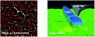 Graphical abstract: Self-assembled monolayer for AFM measurements of Tobacco Mosaic Virus (TMV) at the atomic level