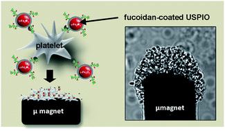 Graphical abstract: Strong and specific interaction of ultra small superparamagnetic iron oxide nanoparticles and human activated platelets mediated by fucoidan coating