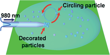 Graphical abstract: Optically controlled circling of particles with a particle-decorated fiber probe