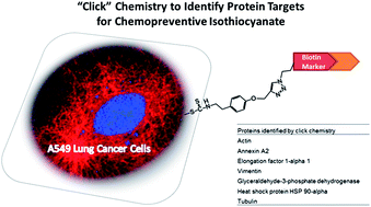 Graphical abstract: A click chemistry approach to identify protein targets of cancer chemopreventive phenethyl isothiocyanate