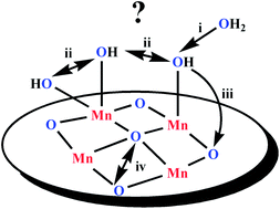 Graphical abstract: Mechanism of water oxidation by nanolayered manganese oxide: a step forward