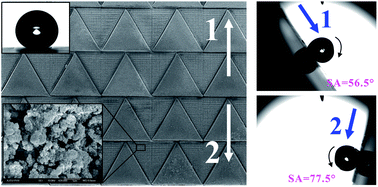 Graphical abstract: Bioinspired superhydrophobic surfaces with directional Adhesion