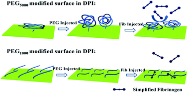 Graphical abstract: Study of fibrinogen adsorption on poly(ethylene glycol)-modified surfaces using a quartz crystal microbalance with dissipation and a dual polarization interferometry