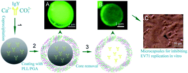 Graphical abstract: Encapsulation of EV71-specific IgY antibodies by multilayer polypeptide microcapsules and its sustained release for inhibiting enterovirus 71 replication