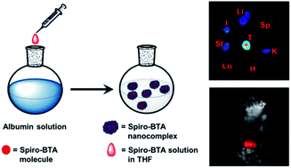 Graphical abstract: A reticuloendothelial system-stealthy dye–albumin nanocomplex as a highly biocompatible and highly luminescent nanoprobe for targeted in vivo tumor imaging