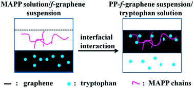 Graphical abstract: Interfacial engineering of polypropylene/graphene nanocomposites: improvement of graphene dispersion by using tryptophan as a stabilizer