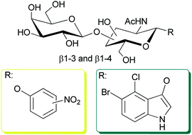 Graphical abstract: Facile preparation of indoxyl- and nitrophenyl glycosides of lactosamine and isolactosamine