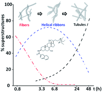 Graphical abstract: Self-aggregation mechanism of a naphthylamide cationic derivative of cholic acid. From fibers to tubules